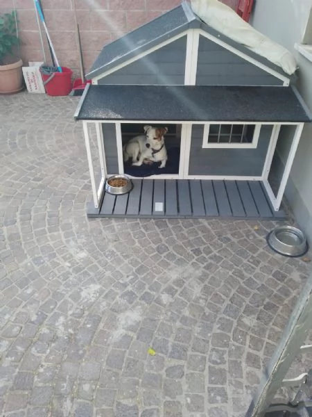 Regalo Jack Russell | Foto 1