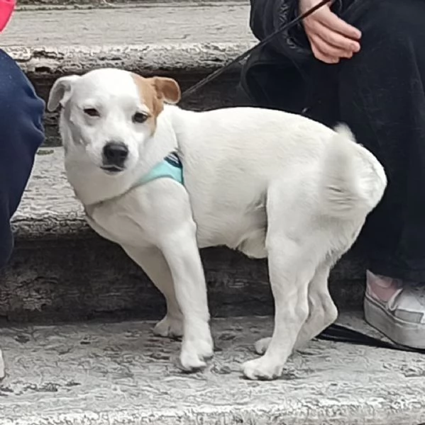 Regalo Jack Russell | Foto 0