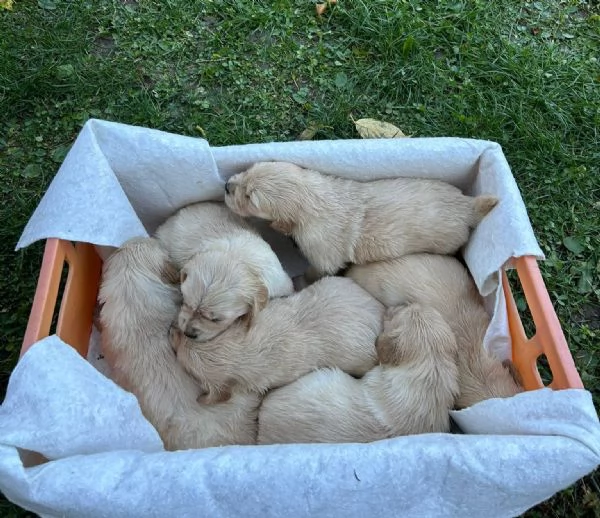 Cuccioli di Golden retriever 