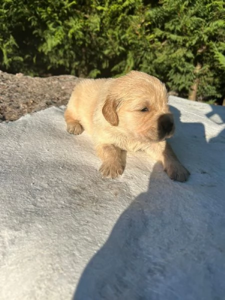 Cuccioli di Golden retriever  | Foto 4