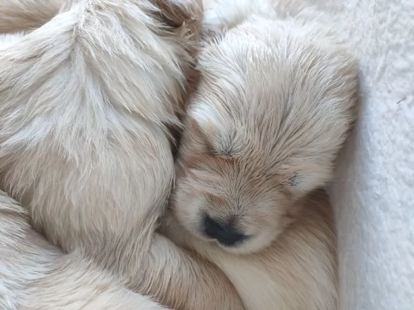 Cuccioli di Golden retriever  | Foto 3