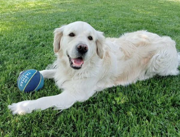 Cuccioli di Golden retriever  | Foto 1