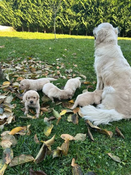 Cuccioli di Golden retriever  | Foto 0