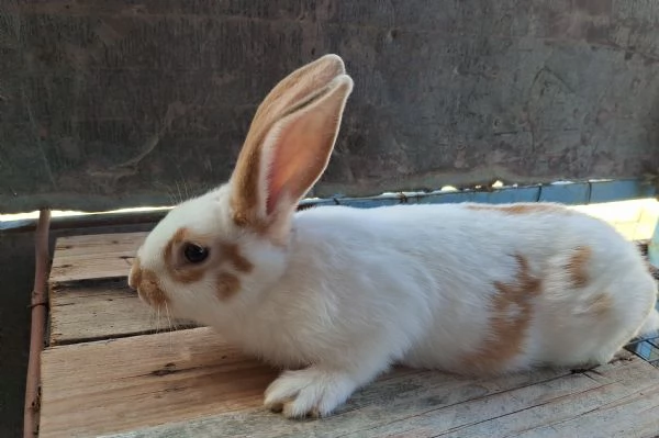 Conigli giganti | Foto 1