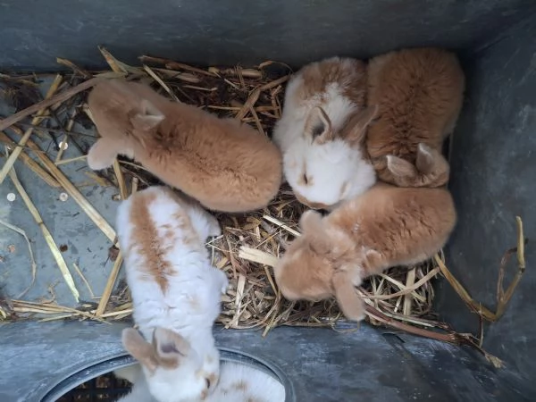 Conigli giganti | Foto 0