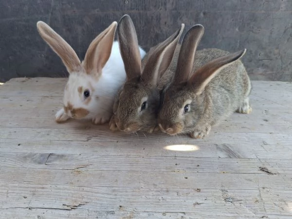 Conigli giganti