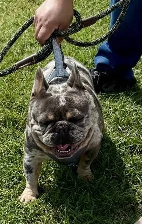 Cuccioli di bulldog francese maschi e femmine 