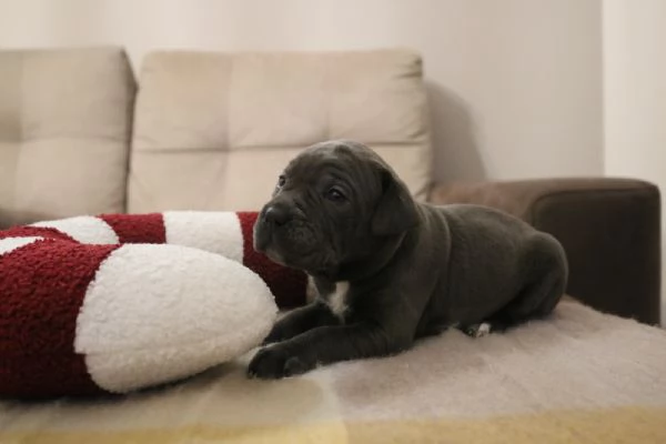 Cuccioli Cane Corso grigi | Foto 6