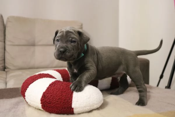 Cuccioli Cane Corso grigi | Foto 3