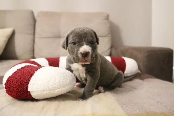 Cuccioli Cane Corso grigi | Foto 2