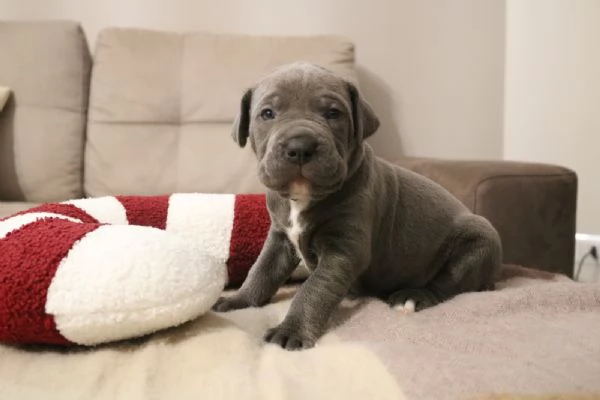 Cuccioli Cane Corso grigi | Foto 1