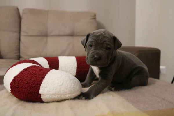 Cuccioli Cane Corso grigi | Foto 0