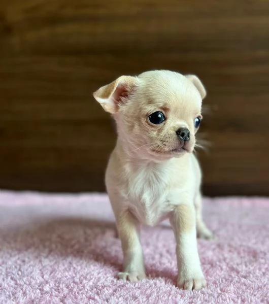 Cuccioli di Chihuahua.