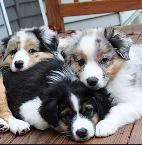 Cuccioli di Pastore Australiano