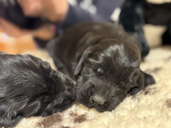 Cuccioli Flat Coated Retriever | Foto 3