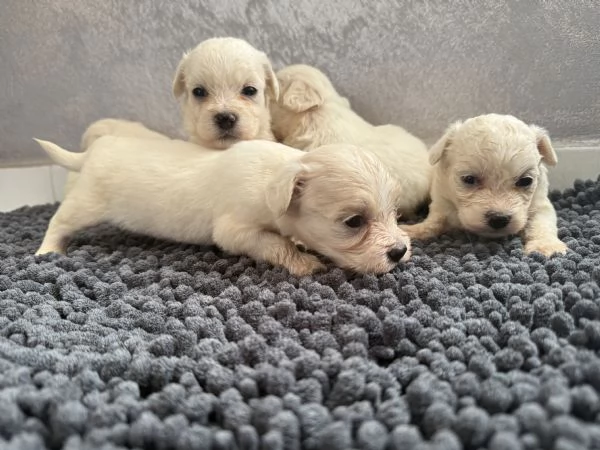 Cuccioli di Maltese in vendita | Foto 1