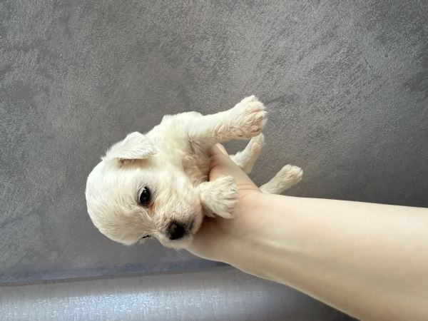 Cuccioli di Maltese in vendita | Foto 0