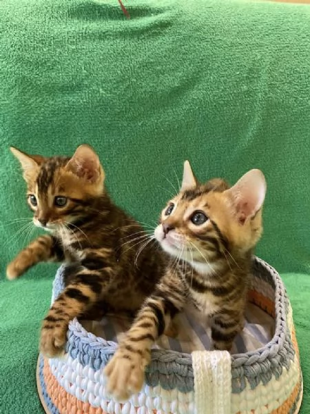 Cuccioli Bengala meravigliosi | Foto 0