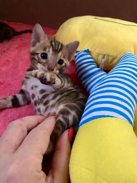 Cuccioli gatto Bengala