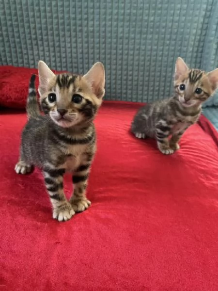 Cuccioli gatto Bengala | Foto 0