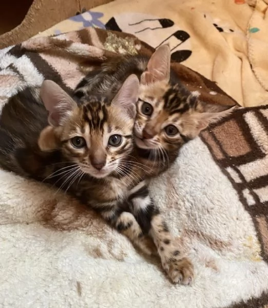 BENGAL CUCCIOLI DISPONIBILI