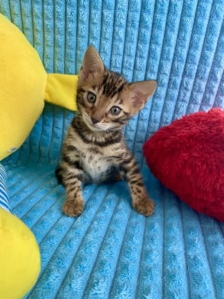 BENGAL CUCCIOLI DISPONIBILI | Foto 0