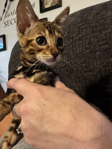 Due Bellissimi Bengala di 3 mesi | Foto 0