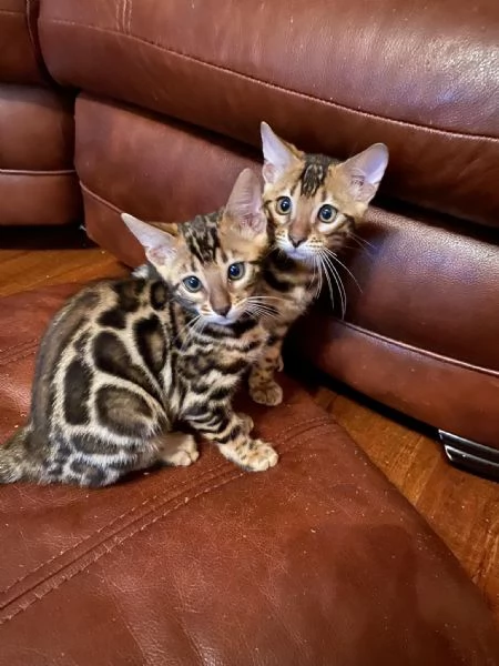 Gattini bengala maschio e femmina