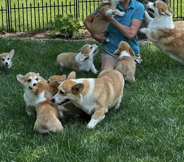 Welsh Corgi (cuccioli maschio e femmina)