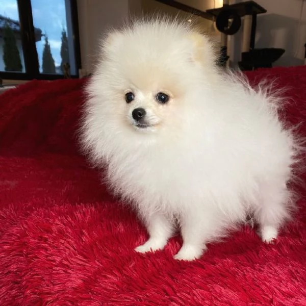 Mini  Pomeranian Toy (cuccioli maschio e femmina)