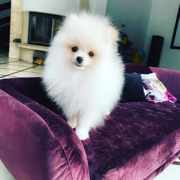Mini  Pomeranian Toy (cuccioli maschio e femmina) | Foto 0