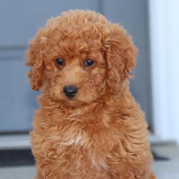 Barboncino Toy (cuccioli maschio e femmina)