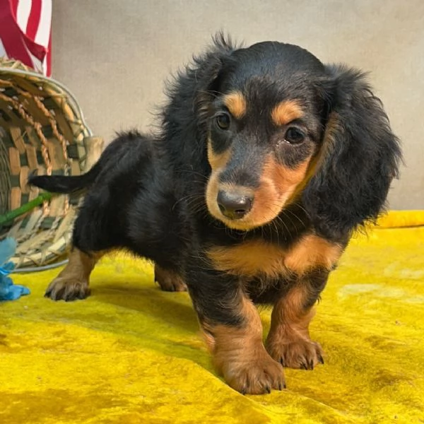 Bassotto nana (cuccioli maschio e femmina) | Foto 0