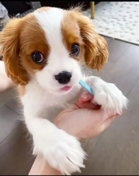 Cavalier King Charles (cuccioli maschio e femmina)