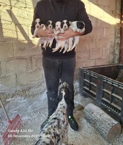 Cuccioli di setter inglese | Foto 2