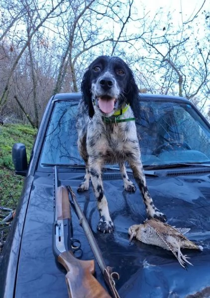 Cuccioli di setter inglese | Foto 1