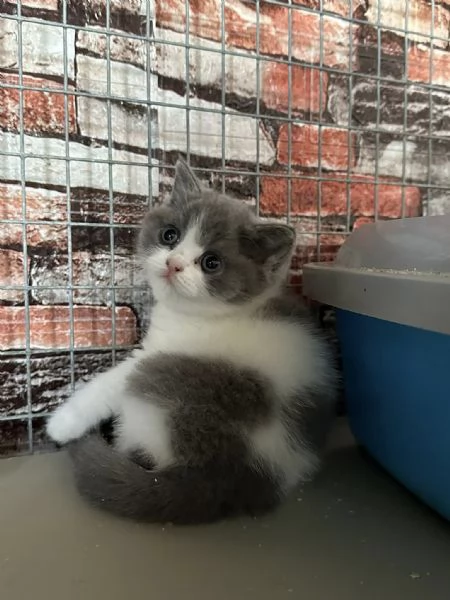 BELLISSIMI Gatti British shorthair | Foto 0