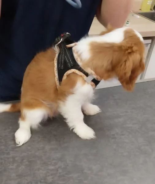  Cavalier King Charles (cuccioli maschio e femmina) | Foto 0