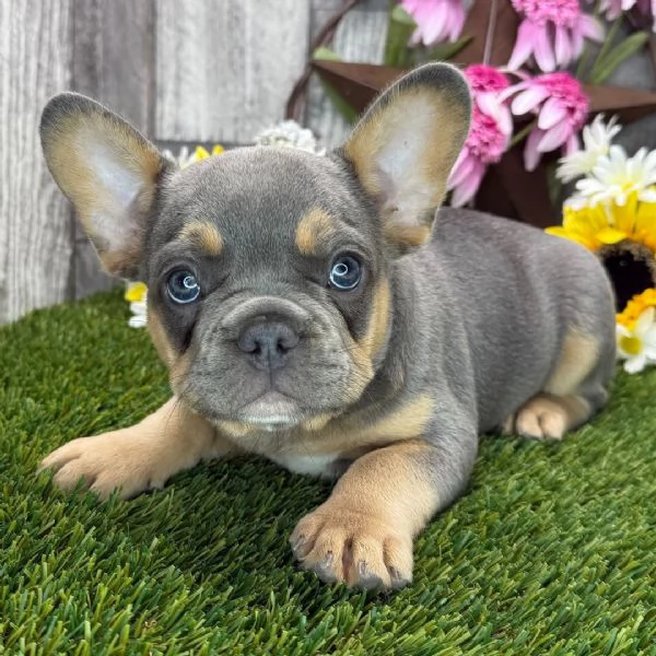  Bulldog Francese (cuccioli maschio e femmina)