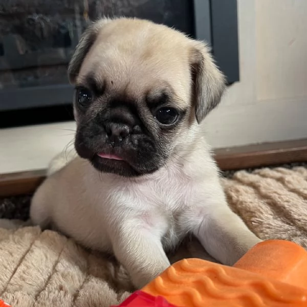 Carlino (Pug) (cuccioli maschio e femmina)