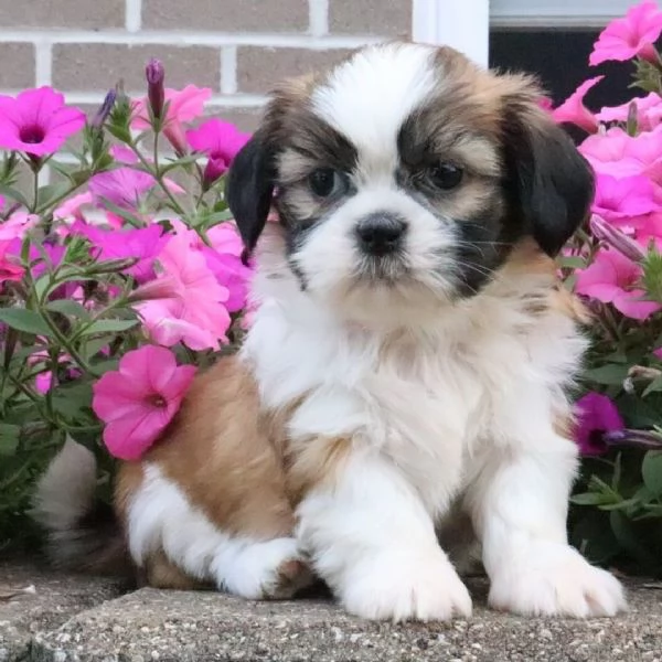 Shitzu mini  (cuccioli maschio e femmina) | Foto 0