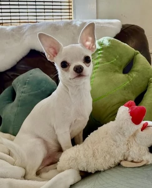Chihuahua (cuccioli maschio e femmina) | Foto 0