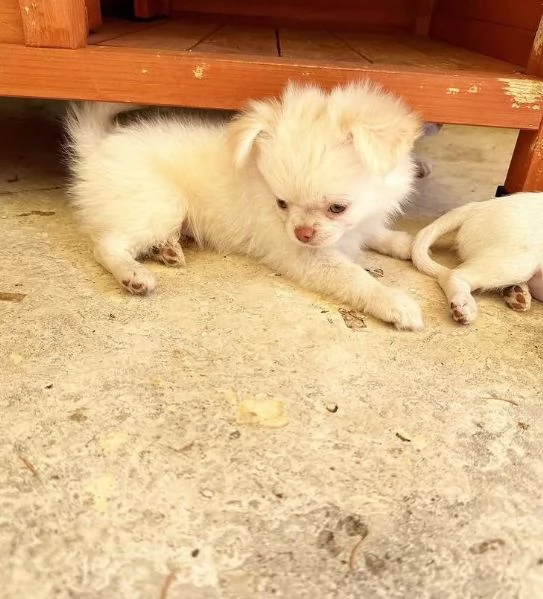 Chihuahua (cuccioli maschio e femmina)