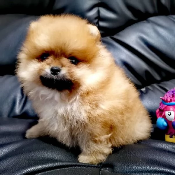 Mini Pomeranian toy (cuccioli maschio e femmina)