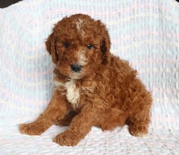 Barboncino Toy (cuccioli maschio e femmina) | Foto 0