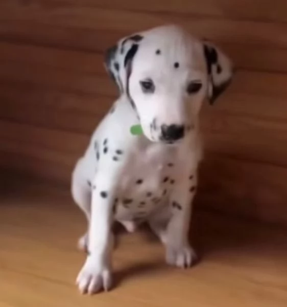 Dalmata (cuccioli maschio e femmina) | Foto 1