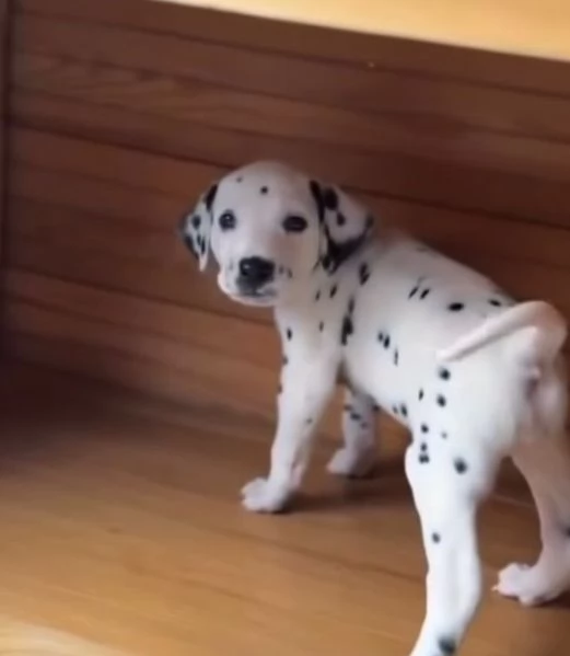 Dalmata (cuccioli maschio e femmina) | Foto 0