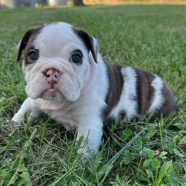 Bulldog Inglese (cuccioli maschio e femmina)
