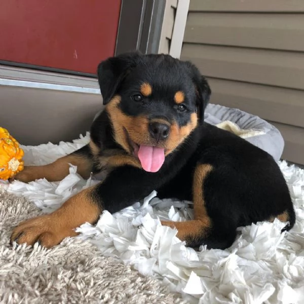  Rottweiler (cuccioli maschio e femmina)