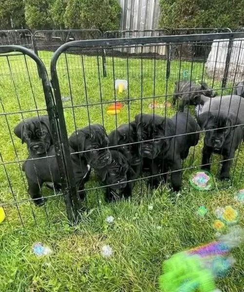  Cane Corso mini   (cuccioli maschio e femmina) | Foto 1